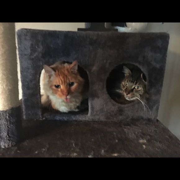 Meet your Posher, Krystal - Picture 4 of 6